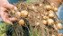 Growers are warned to watch for symptoms of late blight, which mainly affects potatoes but can also affect tomatoes and petunias. | File photo