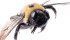 Producers who rely on leafcutters for pollination say there is no pollination data about them. | File photo
