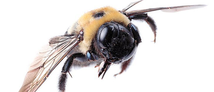 Producers who rely on leafcutters for pollination say there is no pollination data about them. | File photo