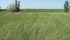 Seed grower says all wheatgrasses are in short supply, especially northern and western varieties. | AAFC photo
