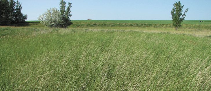 Seed grower says all wheatgrasses are in short supply, especially northern and western varieties. | AAFC photo