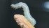 In-field monitoring is one of the best tools for fighting cutworms.
| File photo