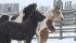 Horse owners can reduce costs of caring for their animals while still ensuring proper treatment. | File photo