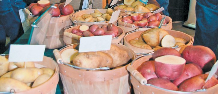 Alberta Agriculture conducted trials on more than 134 varieties this year and growers got the scoop on some promising developments.  |  File photo