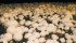A California farm grows five to six million pounds of white button mushrooms a year and 1,000 lb. of oyster mushrooms. | Barbara Duckworth photo