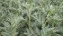 Fababean acres are increasing in Western Canada in part because they are more resistant to aphanomyces than peas and lentils. | File photo