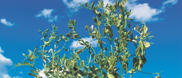 The sky is the limit for lentil prairie producers this days as the crop’s popularity soars.  |  File photo