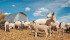 While these ewes are in fine shape, thin ewe syndrome is a production limiting disease that hits most flocks at some time. | File photo
