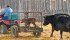 Calving is well underway at the Cayley, Alta., Hutterite Colony as Brenda Stahl hauls a newborn calf into the calving pens with its mother following close behind. Treating farm animals well “makes us good stewards and good human beings,” said a California veterinarian at the Alberta Farm Animal care meeting in Olds, Alta. | Mike Sturk photo