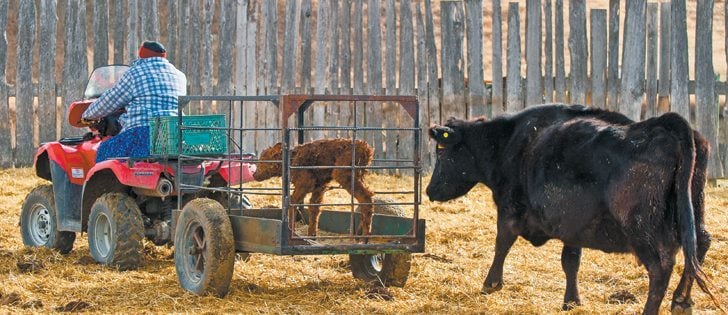 Calving is well underway at the Cayley, Alta., Hutterite Colony as Brenda Stahl hauls a newborn calf into the calving pens with its mother following close behind. Treating farm animals well “makes us good stewards and good human beings,” said a California veterinarian at the Alberta Farm Animal care meeting in Olds, Alta.  |  Mike Sturk photo