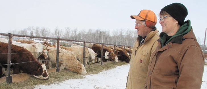 Betty and Robert Green, who farm near Fisher Branch, Man., have decided to raise a portion of their cattle without the use of growth promotants.  |  Robert Arnason photo 