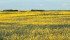 Research looking at the viability of harvested weed seed control found canola a good candidate, while wild oats was the worst. | File photo
