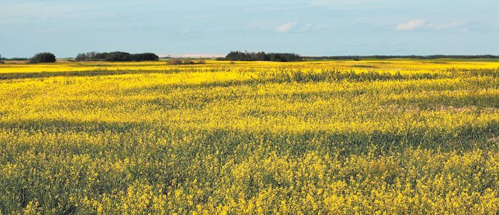 Research looking at the viability of harvested weed seed control found canola a good candidate, while wild oats was the worst.  |  File photo