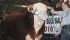 The Calgary Bull Sale grand champion came from Little Poplar Grove Herefords of Forestburg, Alta. It sold for $25,000 to Rogers Hereford Ranch of Kansas. Travis Henderson, the fourth generation on the farm, is at the halter. | Barbara Duckworth photo