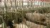Feed trials have confirmed that a new canola trait developed by Dow AgroSciences results in a meal that can be substituted for soybean meal in hog and poultry diets. | File photo