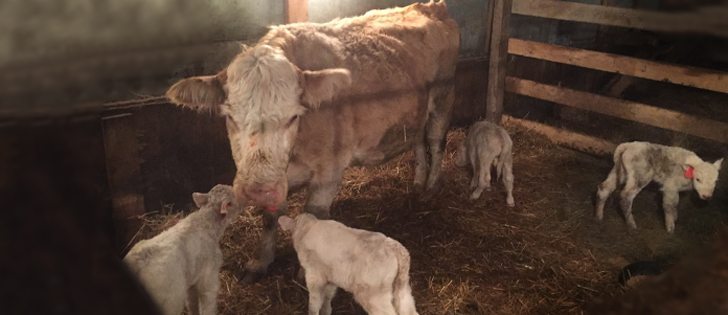 Quadruplet calves are doing well on the Lamport family farm near Alida, Sask. |Photo supplied