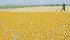 China’s corn stockpile, estimated at 220 to 250 million tonnes, could be put on the international market, sending down prices. | File photo