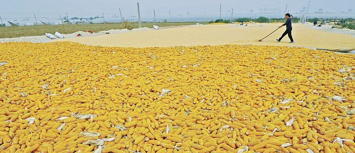 China’s corn stockpile, estimated at 220 to 250 million tonnes, could be put on the international market, sending down prices.  |  File photo