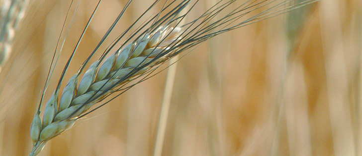 Morocco in market for durum