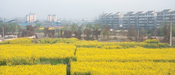 China says it wants to tighten dockage allowances to protect domestic rapeseed like that pictured here.
|  File photo