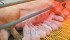 Manitoba pig producers hope an expanding U.S. hog sector and the end of country-of-origin labelling will increase exports of Canadian weanlings. | File photo