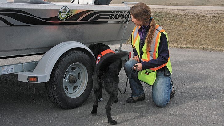 Dogs are trained to sniff out mussels that can destroy water infrastructure.  |  file photo