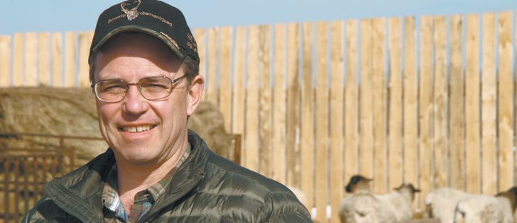 Tom Nevakshonoff’s wife, Rozanne, manages a flock of sheep while he is in Winnipeg.  |  Ed White photo