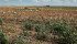 Crop insurance is perceived to provide predictable and timely support but only 30 percent said coverage was adequate. | File photo