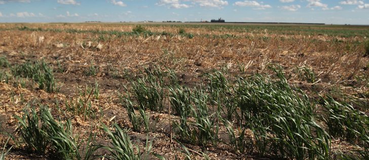 Crop insurance is perceived to provide predictable and timely support but only 30 percent said coverage was adequate. | File photo