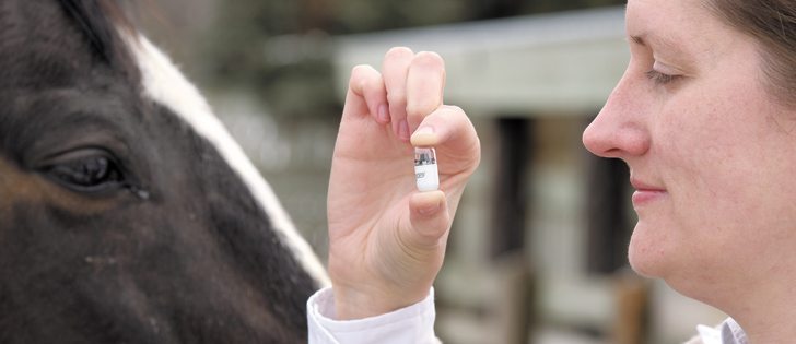 Julia Montgomery from the University of Saskatchewan’s Western College of Veterinary Medicine holds up an endoscopy capsule designed for humans but tested on Mama, a Thoroughbred horse. The camera in a pill is able to take pictures for nine hours throughout the horse’s abdomen.  |  William DeKay photo