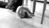 Scamp, a four-month-old Shetland, left classroom lessons on sheepdog training to his master, Tom Brown of Vermilion, Alta., in this undated photo. | File photo