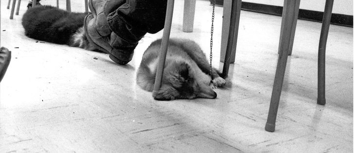 Scamp, a four-month-old Shetland, left classroom lessons on sheepdog training to his master, Tom Brown of Vermilion, Alta., in this undated photo.  |  File photo