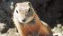 Farmers have a variety of options for controlling Richardson’s ground squirrels. | File photo