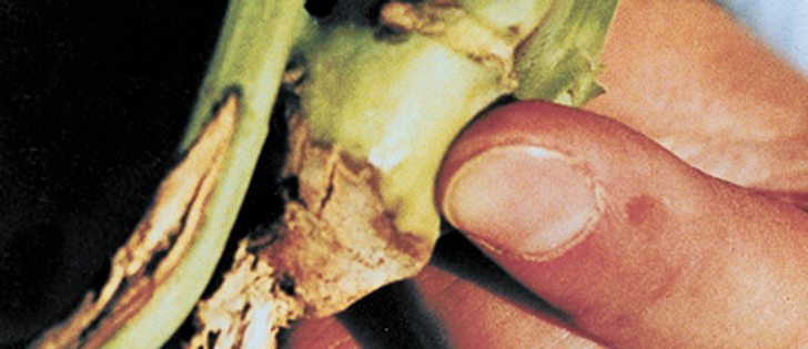 Blackleg control may be assisted by rotated genetic groupings of disease resistance. | File photo