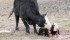 Studies show a significant increase in cows giving birth during the day if fed in the early evening instead of the morning. | File photo