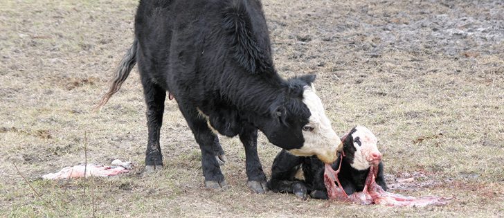 Studies show a significant increase in cows giving birth during the day if fed in the early evening instead of the morning.  |  File photo 