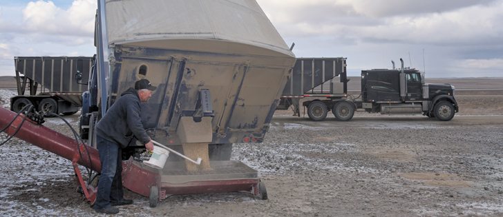 Farmers hoping for a spring rally to unload some of their feed barley were disappointed this year. However, many are still holding on to stocks, worried that there might be a repeat of last year’s drought on the western Prairies.  |  File photo