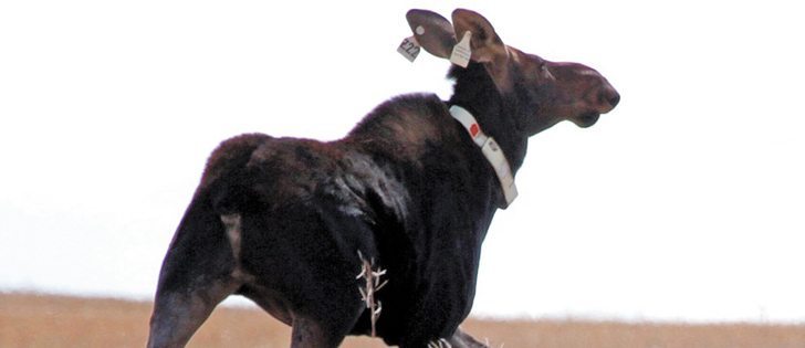 The reproduction rate of moose is high and without natural predators, the survival rate is good, making them a common occurence on the Prairies.  |  Ryan Brook photo