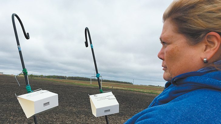 Ingrid Kristjanson will send the Swede midge bug traps to Saskatoon laboratory for testing. Traps on the same field have been set up to catch diamondback moth.  | Ed White photos