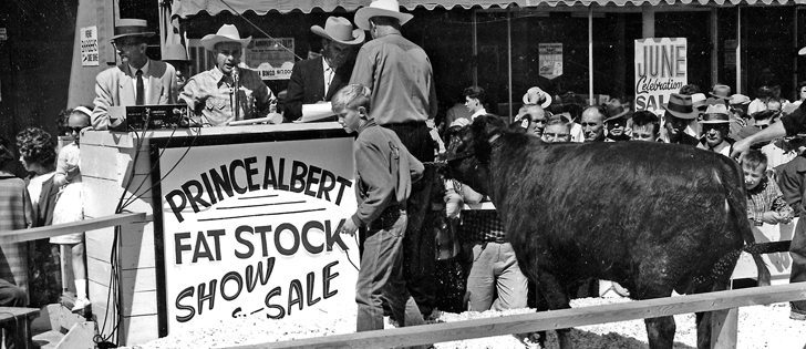 All eyes were on the ring June 8, 1963, during the Fat Stock Show and Sale in Prince Albert, Sask.
|  File photo