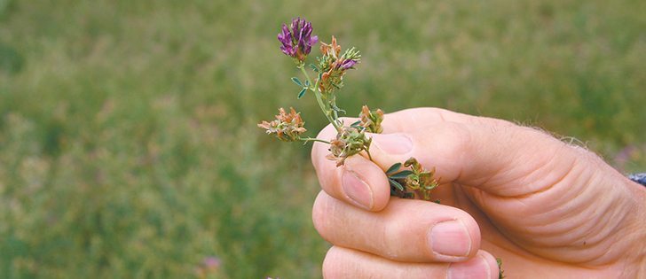 Plan in place to grow GM alfalfa in West