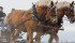 Curt Paton drives a team of Belgian horses. | Christalee Froese photo
