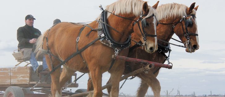 Curt Paton drives a team of Belgian horses. |  Christalee Froese photo