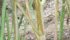 Canola producers should watch for yellowing leaves and black stems that peel away to reveal what looks like black pepper.
| canolawatch.org photo