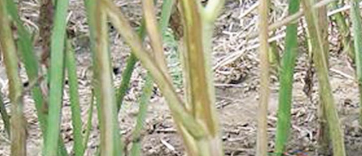 Canola producers should watch for yellowing leaves and black stems that peel away to reveal what looks like black pepper.
|  canolawatch.org photo