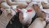 Metacam, an injection pain relief drug, is now on the market for treating sheep. | file photo