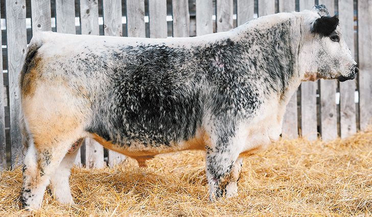 River Hill Crusader 025C was sold to international buyers at the Summit 3 sale in Camrose, Alta.
|  River Hill Farm photo