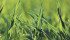 This Brasetto hybrid rye is growing near Riceton, Sask., on farmer Lee Moat’s field. | Michael Raine photo