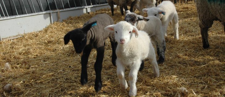 A University of Calgary veterinarian recently explained issues surrounding lamb deaths and suggested post-lambing management protocols.  |  File photo