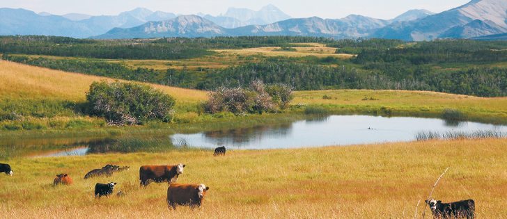 Grazing livestock improves biodiversity by preventing dominant plants from taking over.  |  File photo
